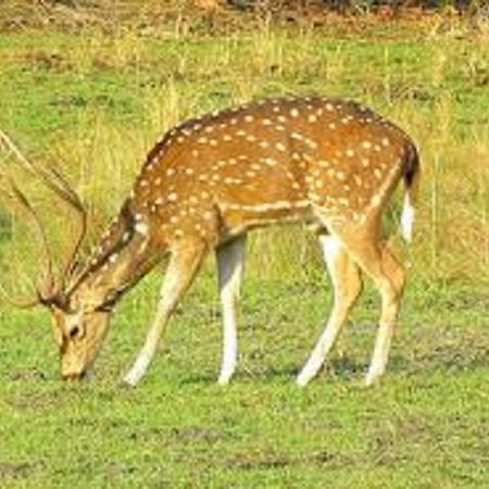 Samarth Bardiya Adventure Resort Exterior photo